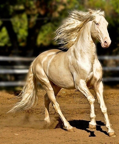 زیباترین اسب