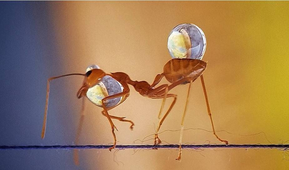مورچه های کارگر