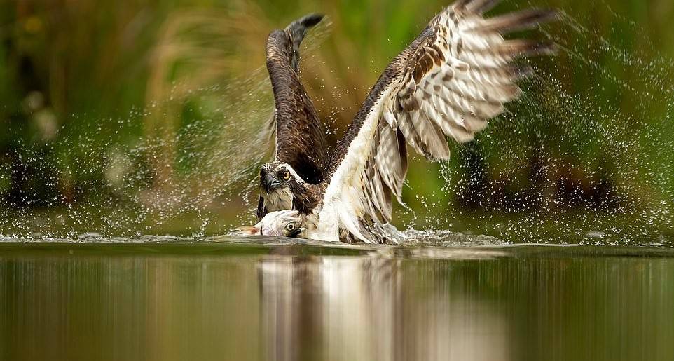لحظه صید قزل آلا توسط عقاب ماهی‌گیر
