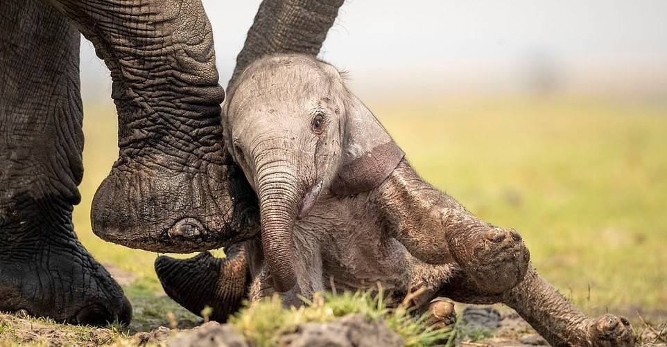 تلاش بچه فیل برای ایستادن روی پاهایش