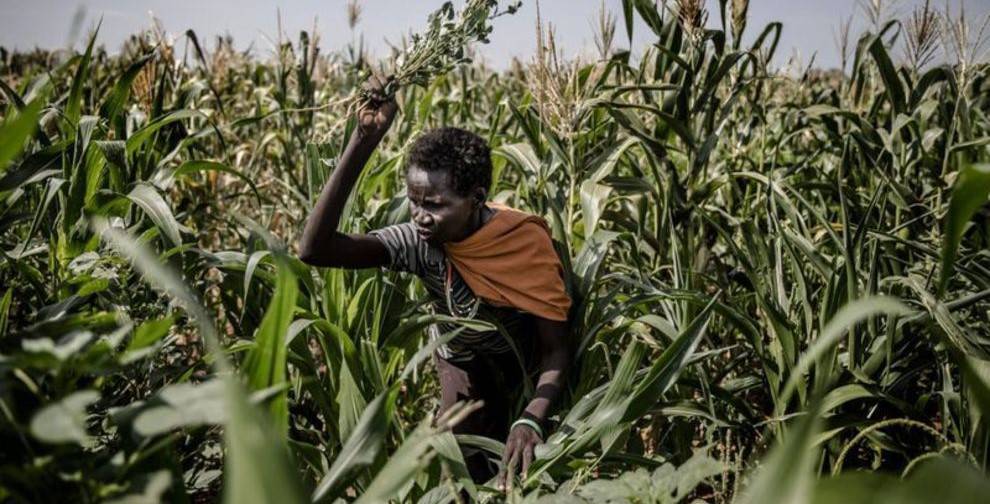 هجوم گسترده ملخ‌ها به مزارع کشاورزی کنیا