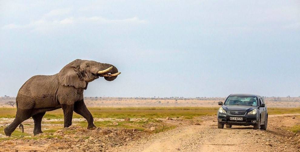 فرار خودرو از حمله فیل در حیات وحش آفریقا