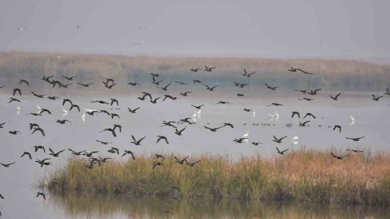 ۷۰ هزار قطعه پرنده مهاجر در تالاب‌های گنبدکاووس سرشماری شدند