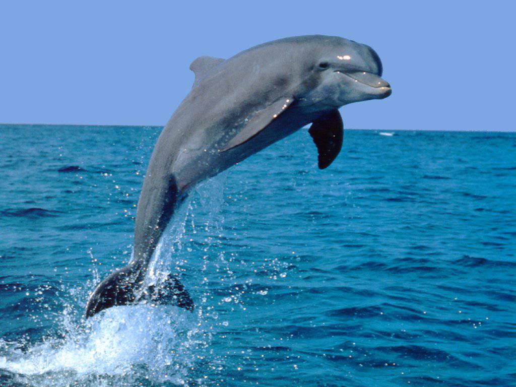 دلفین