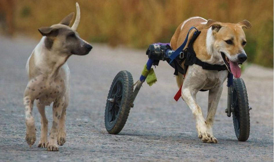 تردد سگ‌های معلول با صندلی چرخدار