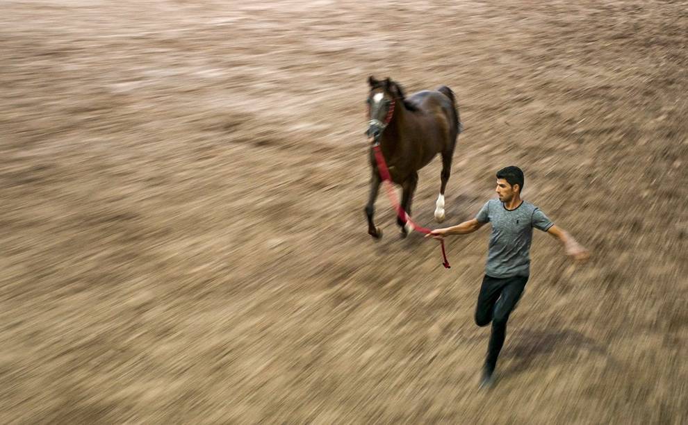 جشنواره زیبایی اسب عرب ایرانی