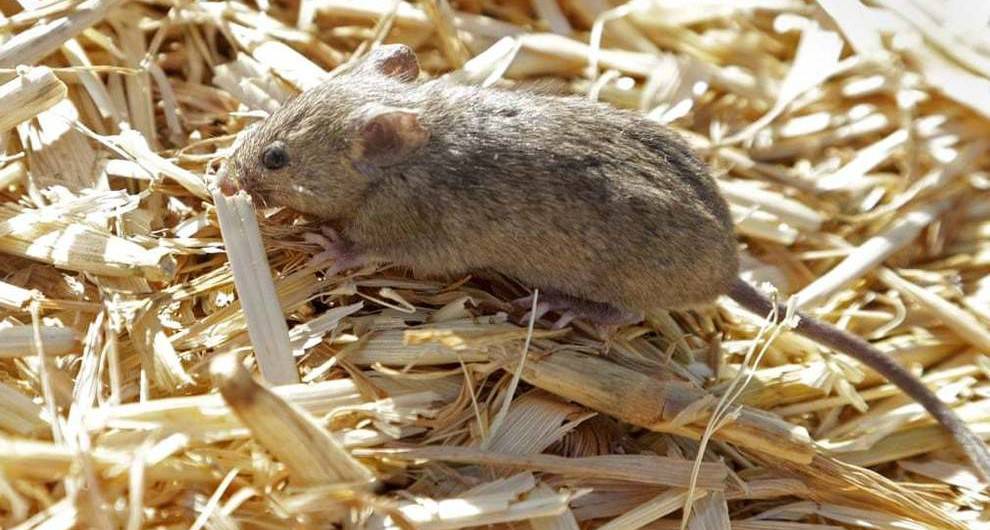 هجوم میلیون‌ها موش به مزارع کشاورزی استرالیا