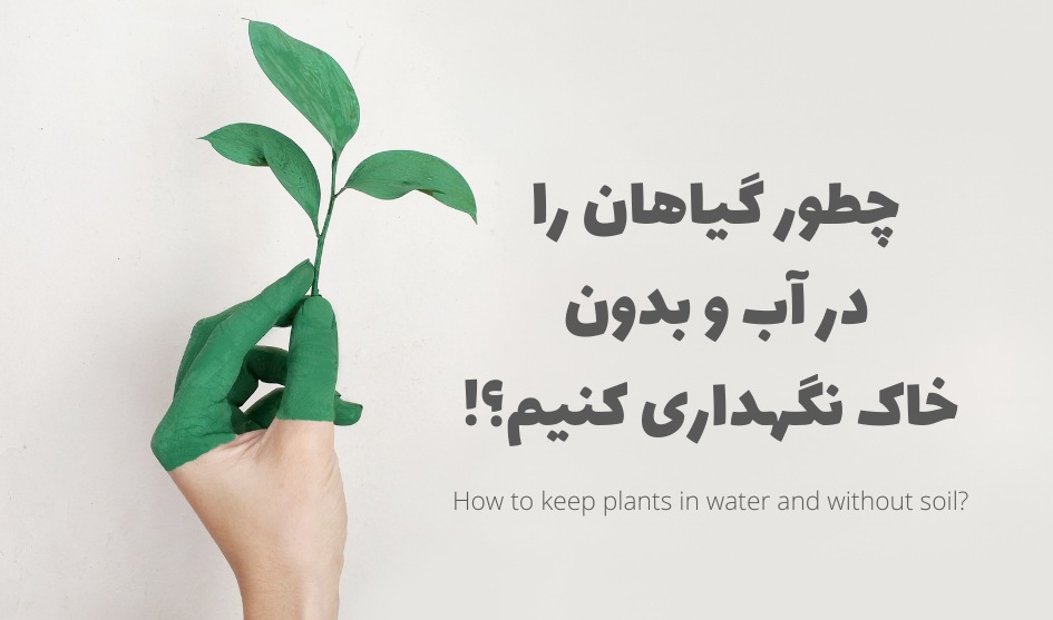 چطور گیاهان را در آب و بدون خاک نگهداری کنیم؟