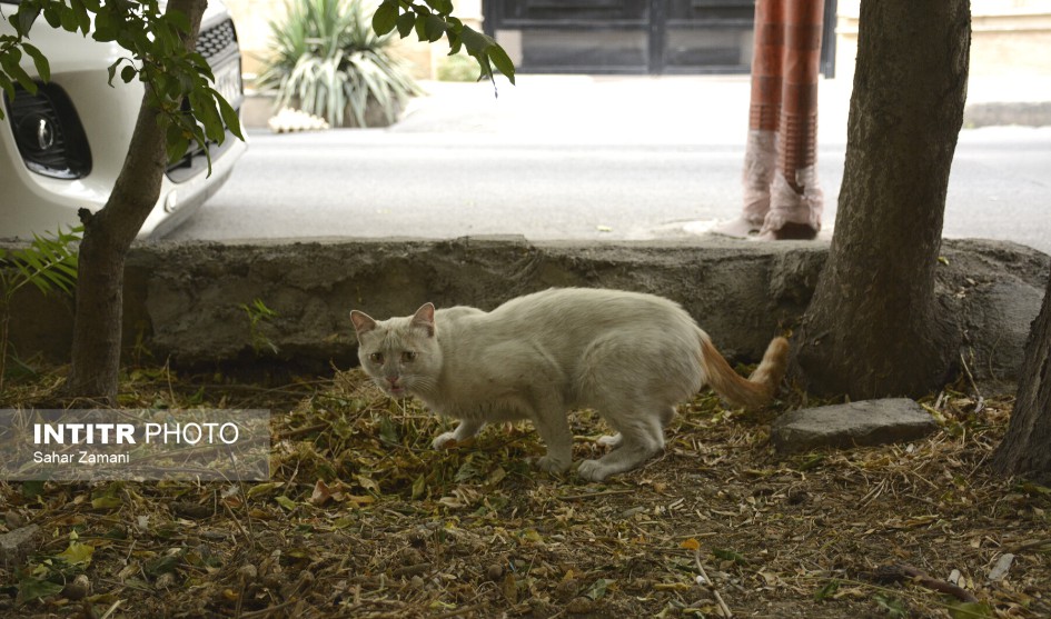 گربه های تهران