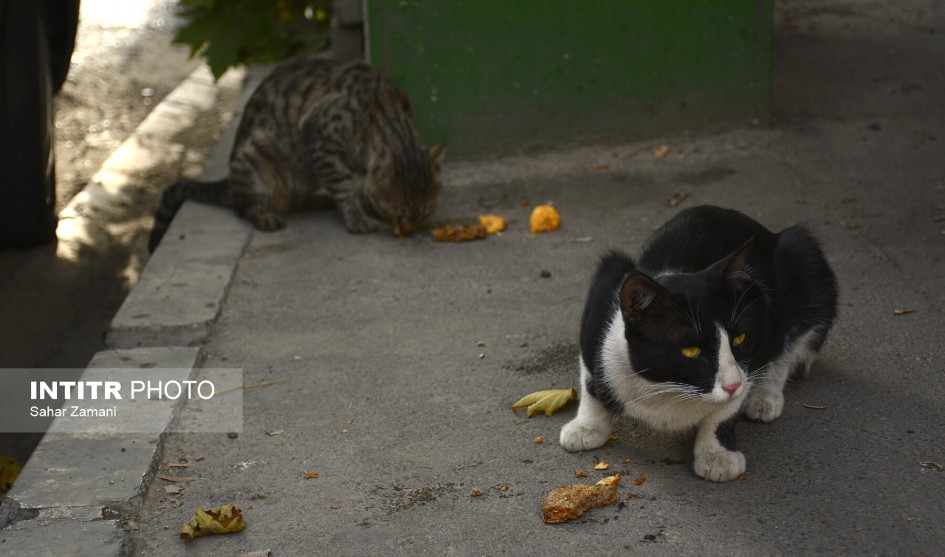 گربه های تهران