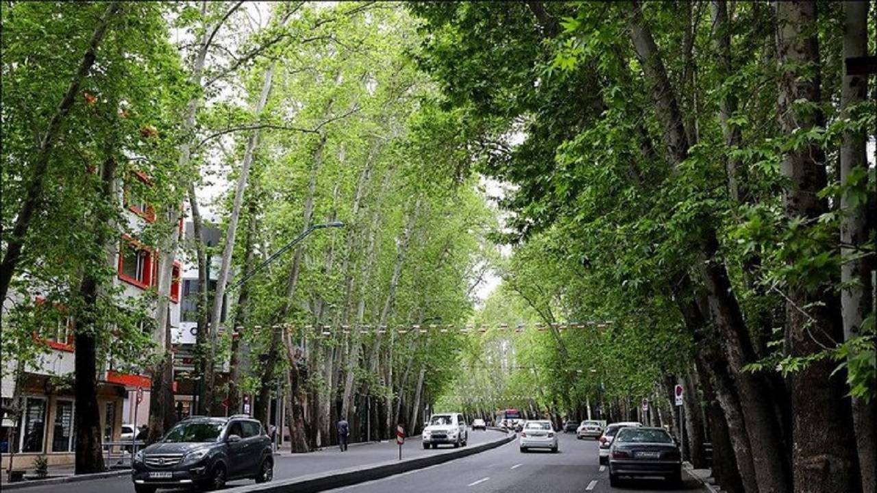 علت خشک شدن درختان خیابان ولیعصر